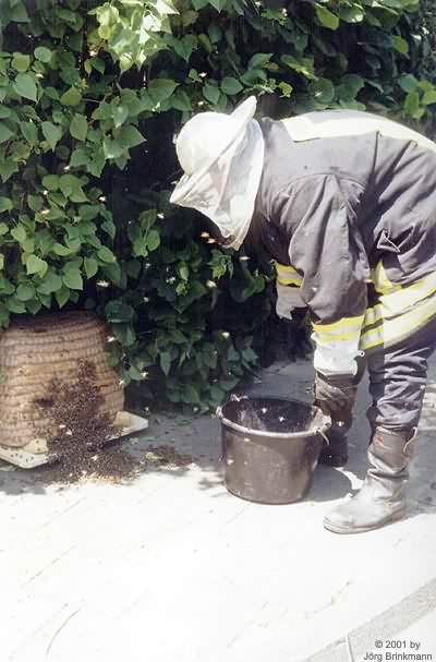 Bienen im Holzwurmviertel - 18.06.2000